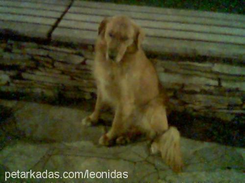 leo Erkek Golden Retriever