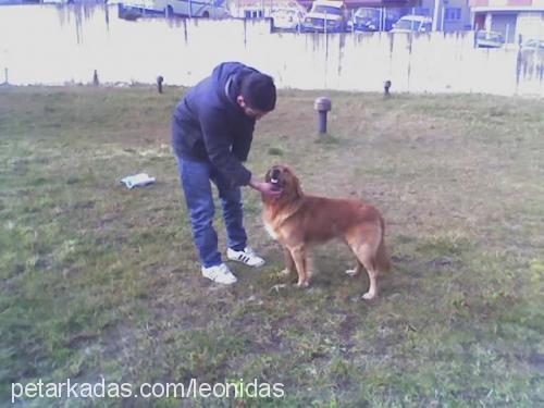 leo Erkek Golden Retriever