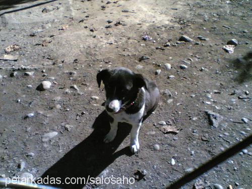 prenses Dişi Jack Russell Terrier