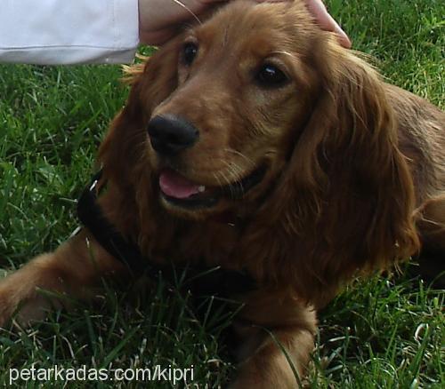 paşa Erkek İngiliz Cocker Spaniel