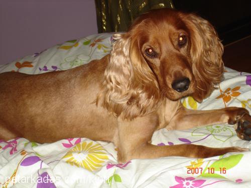 paşa Erkek İngiliz Cocker Spaniel