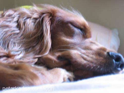 paşa Erkek İngiliz Cocker Spaniel