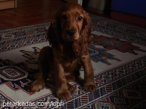 paşa Erkek İngiliz Cocker Spaniel