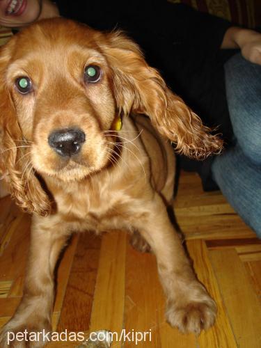 paşa Erkek İngiliz Cocker Spaniel