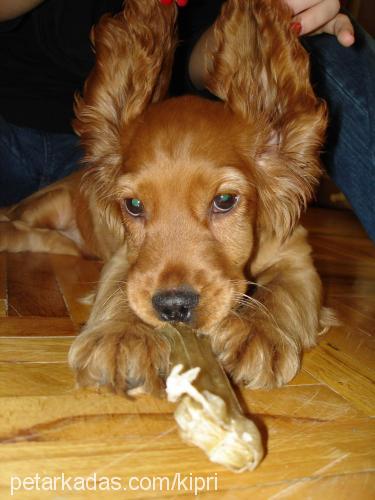 paşa Erkek İngiliz Cocker Spaniel