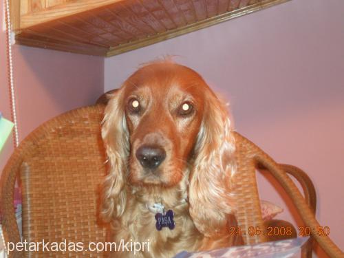 paşa Erkek İngiliz Cocker Spaniel