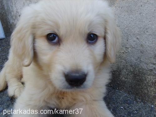 pasha Erkek Golden Retriever