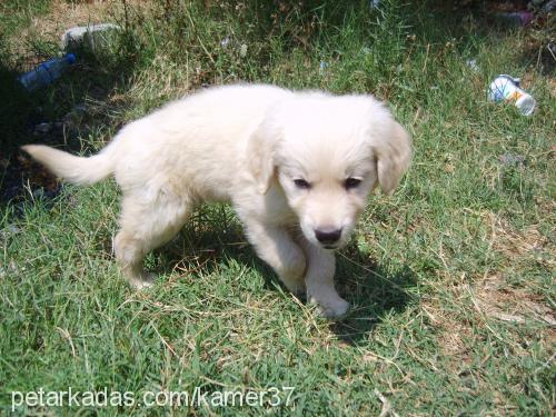 pasha Erkek Golden Retriever