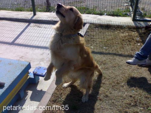 efe Erkek Golden Retriever