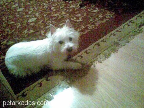 lily Dişi West Highland White Terrier