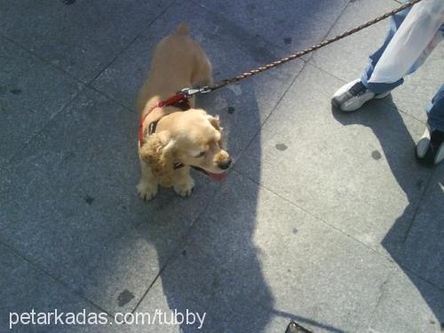 tubby Erkek Amerikan Cocker Spaniel