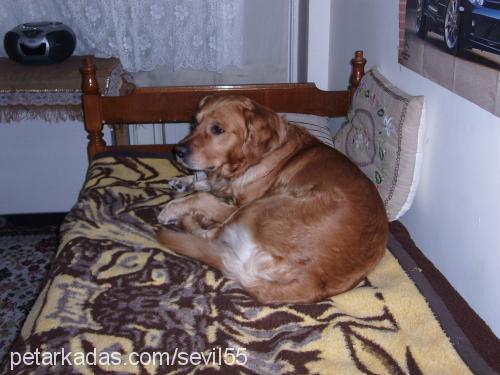 BALÇIK Erkek Golden Retriever