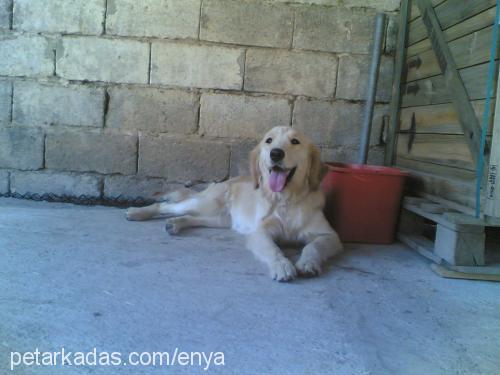 maya Dişi Golden Retriever