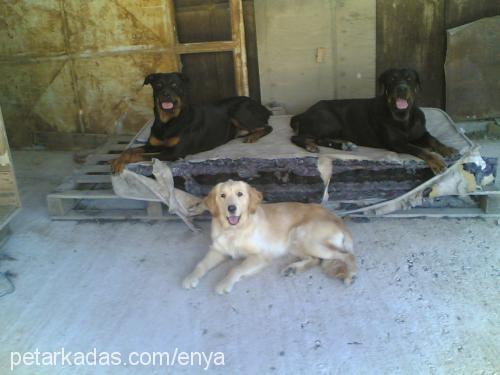 maya Dişi Golden Retriever