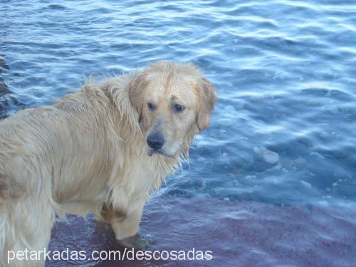 odi Erkek Golden Retriever