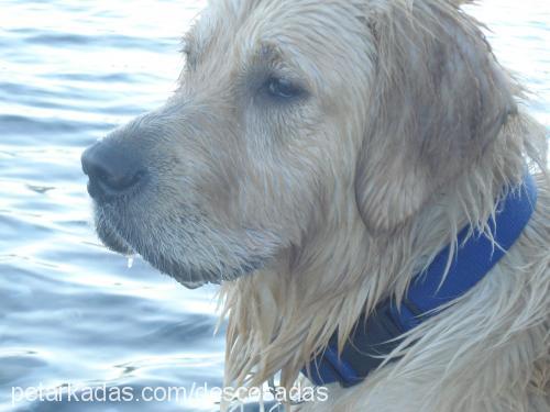 odi Erkek Golden Retriever