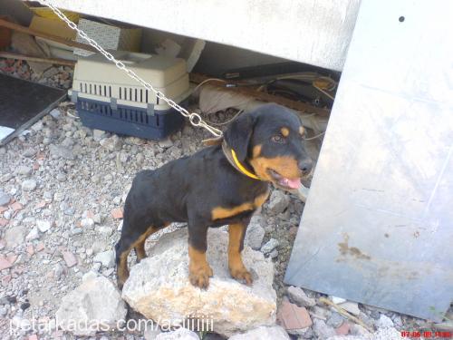 asiiiiii Dişi Rottweiler