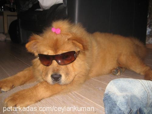 teddy Erkek Chow Chow