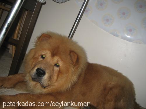 teddy Erkek Chow Chow