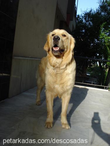 odi Erkek Golden Retriever