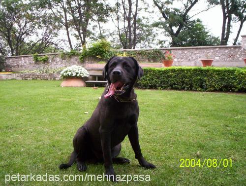 paşa Erkek Labrador Retriever