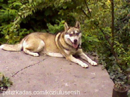 maviş Dişi Sibirya Kurdu (Husky)