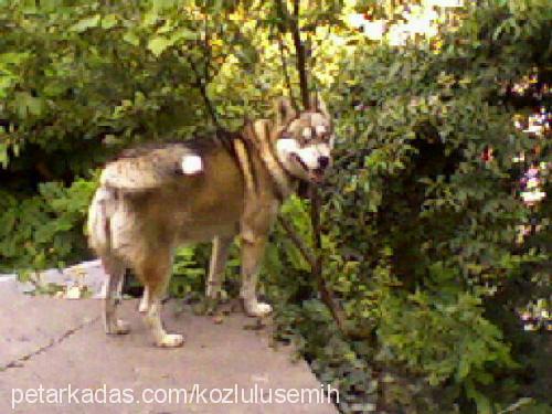 maviş Dişi Sibirya Kurdu (Husky)