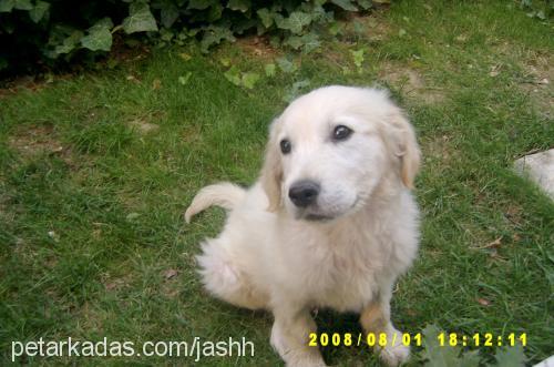 cash Erkek Golden Retriever