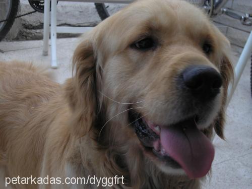 gofret Erkek Golden Retriever