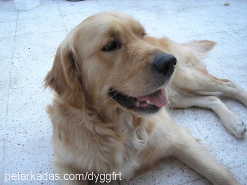 gofret Erkek Golden Retriever