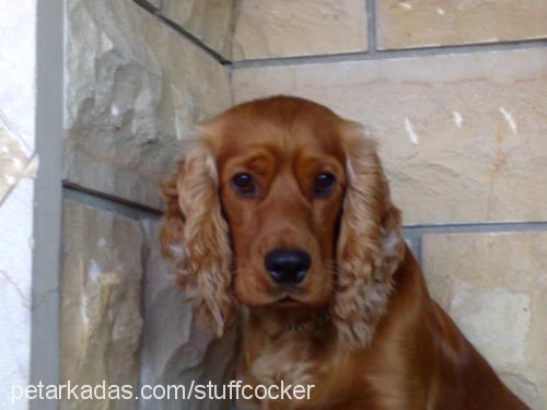 dido Erkek İngiliz Cocker Spaniel