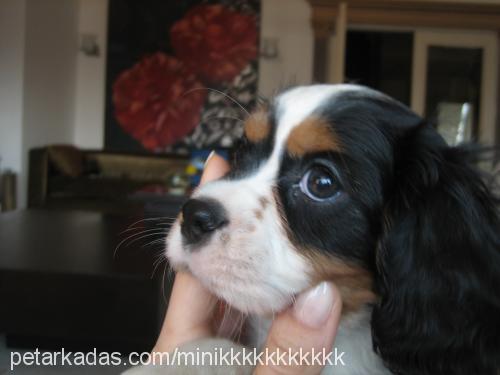 minik Erkek King Charles Spaniel