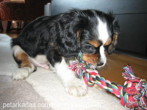 minik Erkek King Charles Spaniel