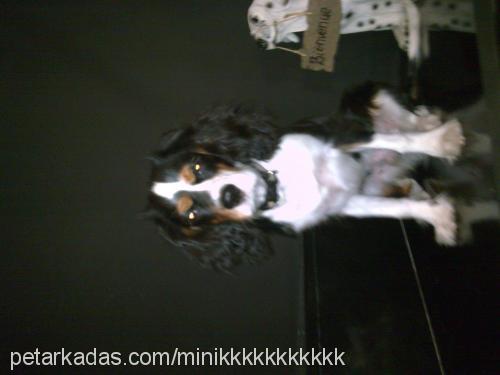 minik Erkek King Charles Spaniel