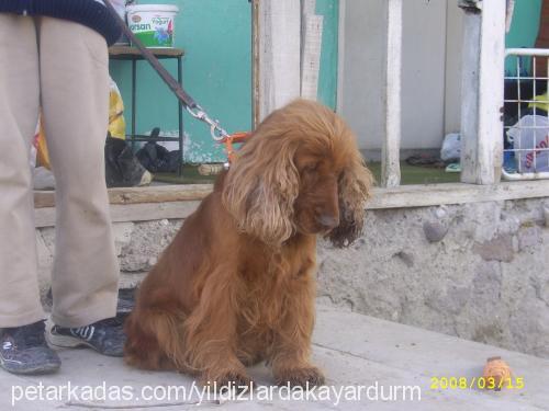 zilli Dişi İngiliz Cocker Spaniel