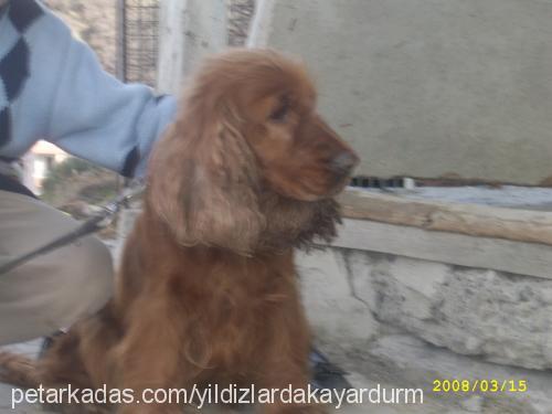 zilli Dişi İngiliz Cocker Spaniel