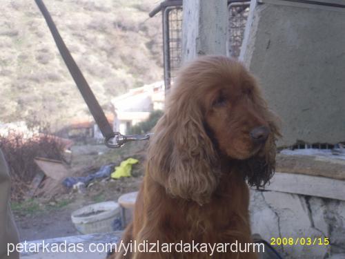 zilli Dişi İngiliz Cocker Spaniel