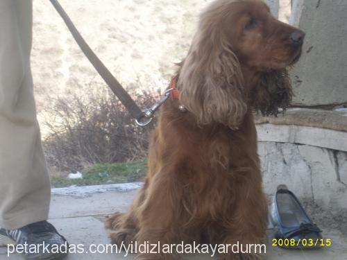 zilli Dişi İngiliz Cocker Spaniel