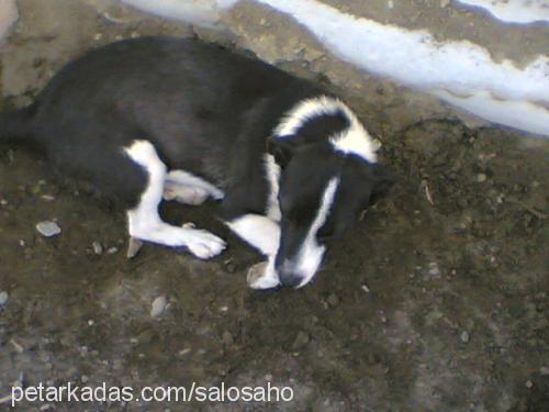 leydi Dişi Jack Russell Terrier