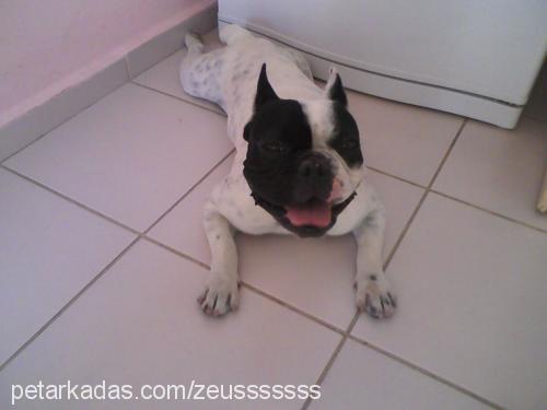 zeus Erkek Fransız Bulldog