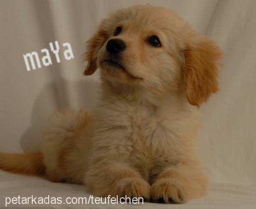 mayaa Dişi Golden Retriever