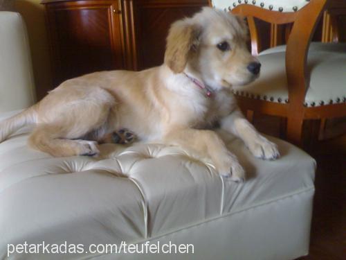 mayaa Dişi Golden Retriever