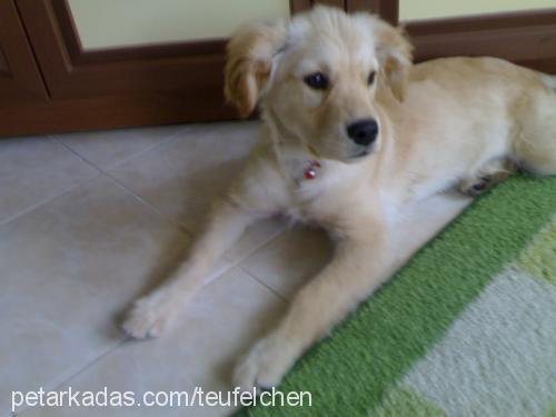 mayaa Dişi Golden Retriever