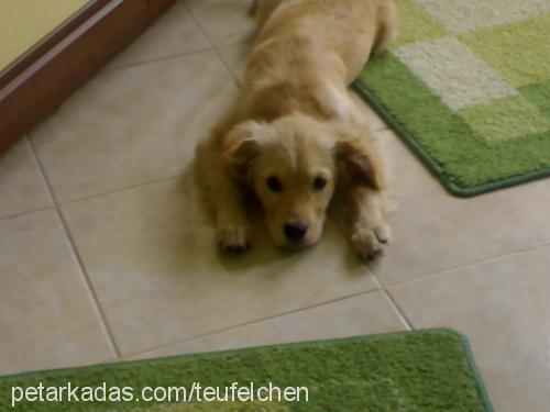 mayaa Dişi Golden Retriever