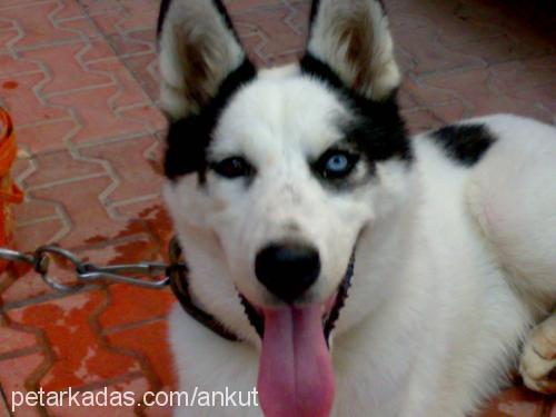 bulut Erkek Sibirya Kurdu (Husky)