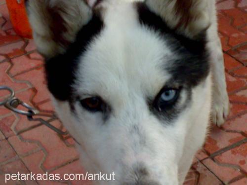 bulut Erkek Sibirya Kurdu (Husky)