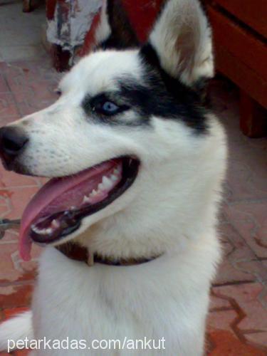 bulut Erkek Sibirya Kurdu (Husky)