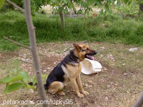 lucky.. Erkek Alman Çoban Köpeği