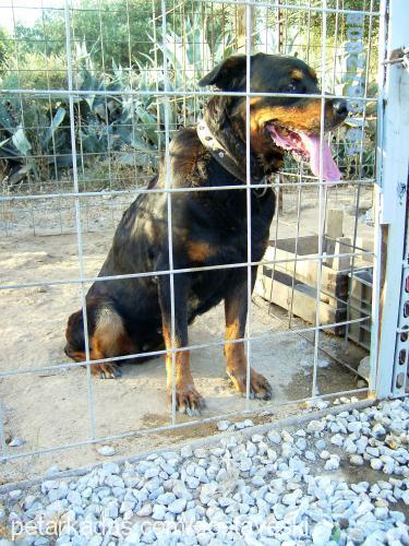 cesi Dişi Rottweiler