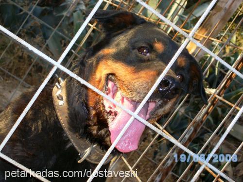 cesi Dişi Rottweiler